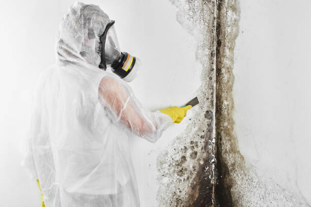 Best Mold Removal for HVAC Installations  in Affton, MO